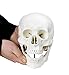 Walter Products B10207A Classic Human Skull Model, Life Size