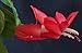 Hirt's Red Christmas Cactus Plant - Zygocactus - 4