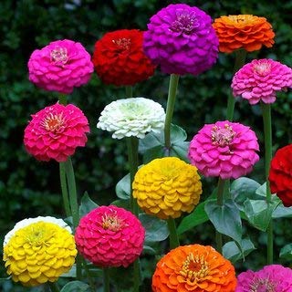 FLORICULTURE GREENS Zinnia Mix Colour F1 Hybrid Flower Seeds Pack