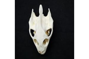WEI-SECRET Racoon Dog Skull,Coypu Skull,Muskrat Skull,Fox Skull,Raccoon Skull,Mink Skull,Taxiderm Skull Specimen Animal Skull Specimen Teaching Collection Gifts (Turtle Skull)