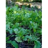 Seven Top Turnip Seed, 1 Pound, for Greens, USA, Non GMO, Heirloom