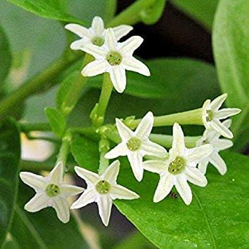 seedsown Ohio Grown Night Blooming Jasmine Plant - Cestrum nocturnum - 4" Pot