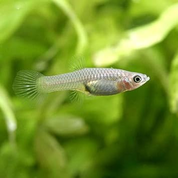 Amazon 熱帯魚 エンドラーズ グッピー メス 外国産 １０匹 北海道 九州航空便要保温 Charm チャーム 観賞魚 水中生物 通販