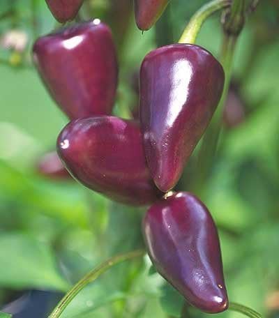 December01 & Purple Jalapeno Hot Pepper 30+ seeds
