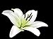 3D Jelly Cake Tools specially -Type 6 - Lily flower - 5 pcs/set