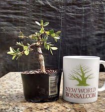 Bonsai Tree, Japanese Boxwood Bonsai tree, Mame Bonsai, Wired #5