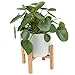 Costa Farms Chinese Money Plant, Pilea Peperomioides, Sharing Indoor Plant, Mid Century Planter and Plant Stand, White, 14-Inches Tallthumb 1