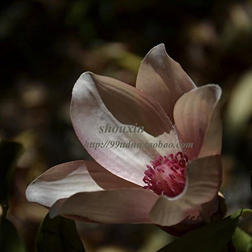 Huayifang Solo Palos De Magnolia Simulacion Ramas Largas Flores De