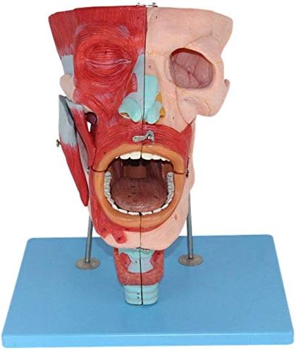 オープニング 大放出セール ホームアクセサリー教育モデル人間の頭の筋肉解剖学的モデル2倍の倍率頭蓋骨 の鼻の口咽頭喉の喉の空洞モデル医学教育訓練援助のための113の部分の適応症
