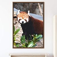 Framed Canvas Wall Art Red Panda Animals Expressive Koala Living Room Multicolor Photography Tropical - 16x24 inches