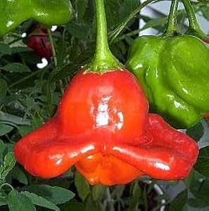 Amazon.com : Rare Ubatuba Cambuci Pepper 10 Seeds - Hot & Ornamental