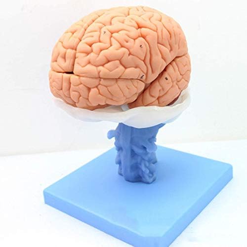 ホームアクセサリー教育モデル人間の脳解剖学的モデル実物大脳幹の神経