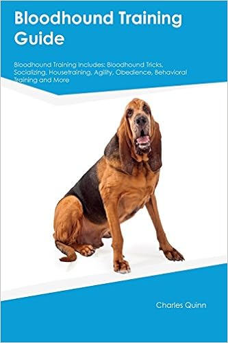 Bloodhound Obedience Training 2025