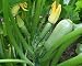 David's Garden Seeds Zucchini Tender Grey D53107 (Green) 50 Organic Seeds