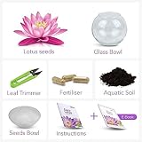 Grow Buddha Lotus Kit – Complete Beginner Seed Starter Kit with Vase & view 6