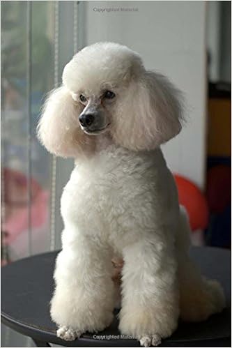 white miniature poodle