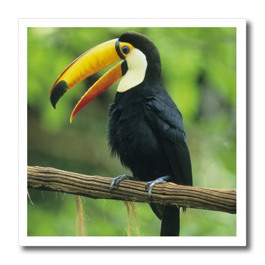 3dRose ht_85574_2 Toco Toucan, Tropical Bird, Iguacu Falls NP, Brazil - Kevin S…