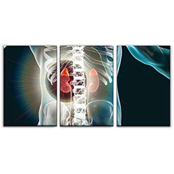 kidney and adrenal glands highlighted inside human body kidney s and Print Painting 3 Panel Home Decoration Paintings Wall Art Framework Canvas Prints Gallery for Living Room Wall Poster Hang Framed