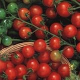 Tiny Tim Tomato 125 Seeds - GARDEN FRESH PACK!