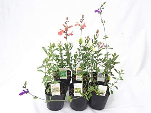 チェリーセージ 新色追加 ステップナッツ オリジナル ６ポットセット