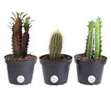 Costa Farms Euphorbia Cactus, Live Indoor Plants, Cactus Décor, 7 to 10-Inches Tall, Ships in Grower Pot, 3-Pack Assortment, Fresh From Our Farm