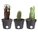Costa Farms Euphorbia Cactus, Live Indoor Plants, Cactus D&eacute;cor, 7 to 10-Inches Tall, Ships in Grower Pot, 3-Pack Assortment, Fresh From Our Farm primary