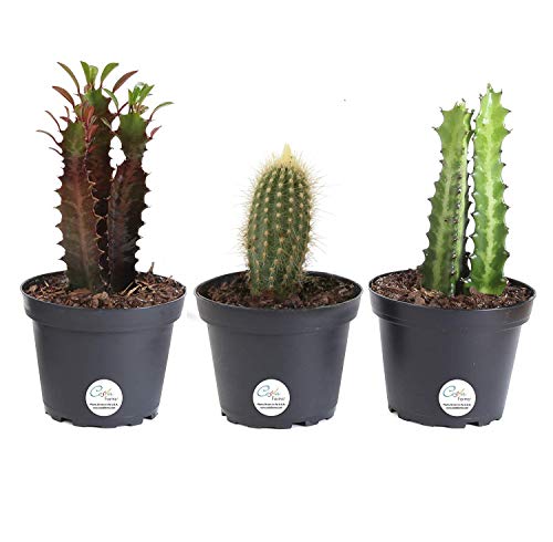 Costa Farms Euphorbia Cactus, Live Indoor Plants, Cactus Décor, 7 to 10-Inches Tall, Ships in Grower Pot, 3-Pack Assortment, Fresh From Our Farm