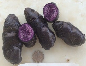 Simply Seed - 15 Piece - Purple Peruvian Potato Seed - Non GMO - Organic Grown - Order Now for Spring Planting