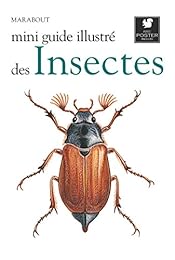 Insectes