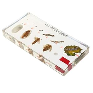 Homyl Esemplare di Animali Realistici Fermacarte di Giocattoli per La Crescita delle Piante per L'insegnamento della…