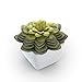 Mini Fake Succulents Artificial Plants X Large Shoe Organizer Storage Boxes for Closet, Modular Space Saving Shoe Boxes Clear Plastic Stackable Sneaker Containers Display Case with Lids, Gray
