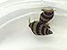 12 Assassin Snails (Clea Helena 1/2