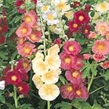 Hollyhock Perennial Mix Seeds, 500 mg