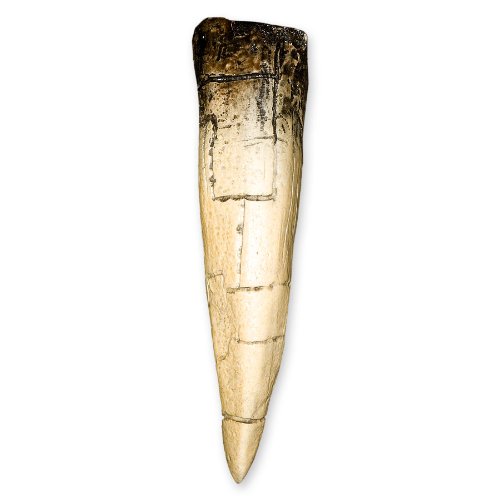 Tyrannosaurus Rex Dinosaur Tooth (5 in) (Recreation) - //medicalbooks.filipinodoctors.org