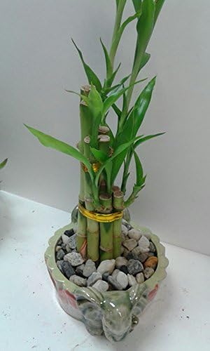 Natural Lucky Bamboo Plant in Decorative Vase Feng Shui,Gifts, Home Decor ...