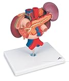 3B Scientific Kidneys with Rear Organs