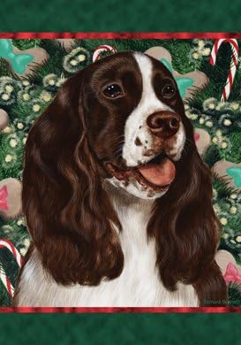 large springer spaniel