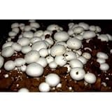 Hinterland Trading Buttom Mushroom 100+ Spore Coated Carrier Seeds Grow Your Own Fresh Gourmet Mushrooms