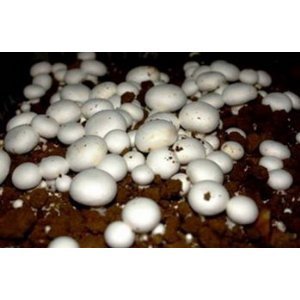 Hinterland Trading Buttom Mushroom 100+ Spore Coated Carrier Seeds Grow Your Own Fresh Gourmet Mushrooms