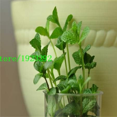 Amazon ペパーミント種子 Mentha X Piperitaミントガーデンハーブ種子 発芽率98 100種子粒子 緑 アートフレーム ポスター オンライン通販