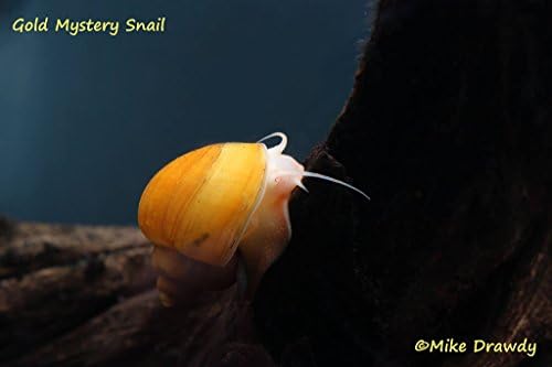 8 Gold Mystery Snails (Pomacea bridgesii 1/2"-1") Great for Algae!