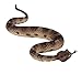 Safari Ltd Incredible Creatures Sidewinder Rattlesnake