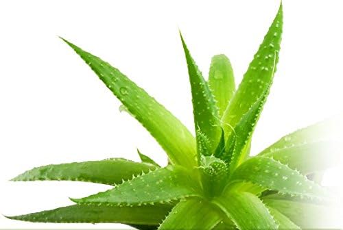 Aloe Vera Gel, 100% Natural, DIY Cosmetics, Hair Repair, After Sun, Anti-Aging, Acne Treatment, Vegan - Image 3