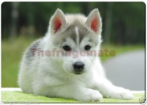 Cute husky puppy fridge magnet.3" x 5" rectangular magnets