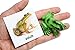 Montessori Frog Life Cycle Animal Match Cards and Figurines. Nomenclature Science Work Teaching