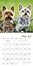 Yorkies Wall Calendar (2017)