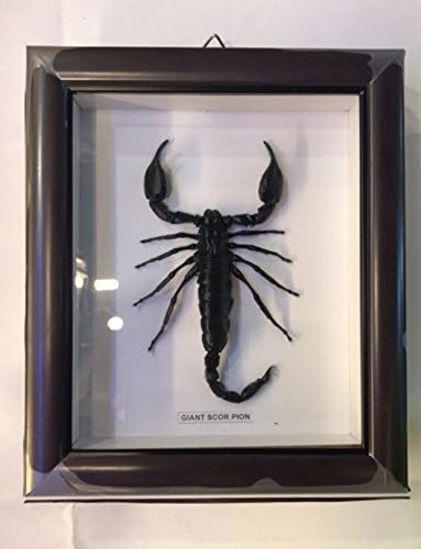 REAL Scorpion - Frame taxidermy Scorpion in glass