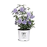 Proven Winner Blue Chiffon Hibiscus, 2 Gal