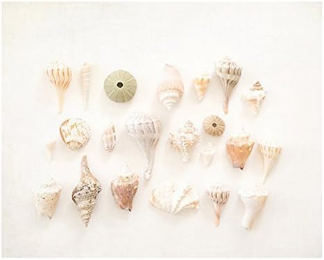 Seashell fine art beach photography print, beach home decor.
