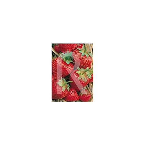 Rocalba - Semilla de fresa: Amazon.es: Jardín